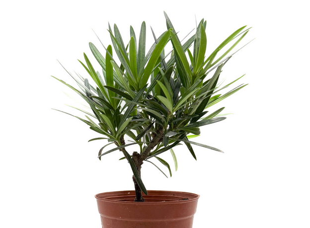 Подокарпус крупнолистный, в ассортименте