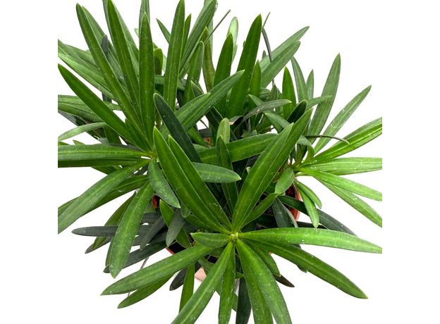 Подокарпус крупнолистный, в ассортименте