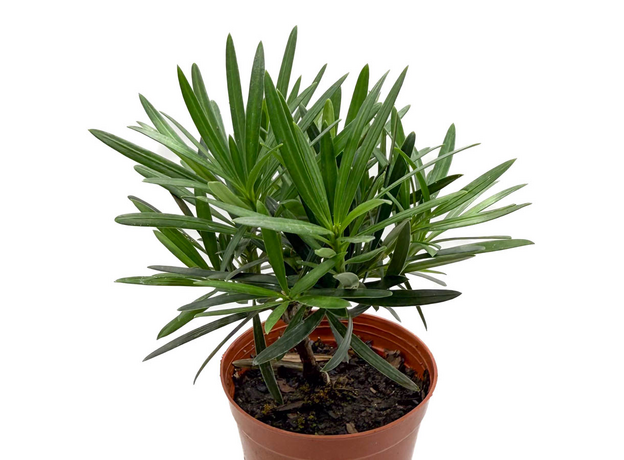 Подокарпус крупнолистный, в ассортименте