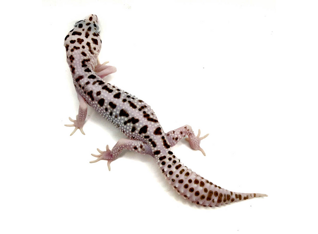 Эублефар пятнистый Super Snow L