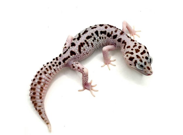 Эублефар пятнистый Super Snow L