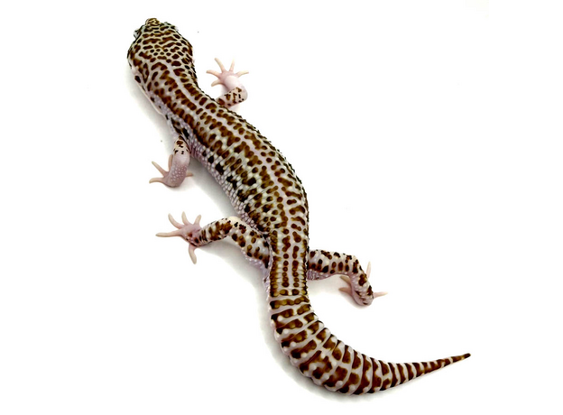 Эублефар пятнистый Super Snow L