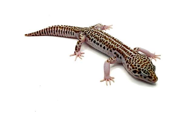 Эублефар пятнистый Super Snow L