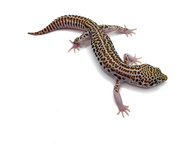 Эублефар пятнистый Super Snow L