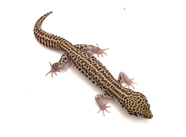 Эублефар пятнистый Super Snow L