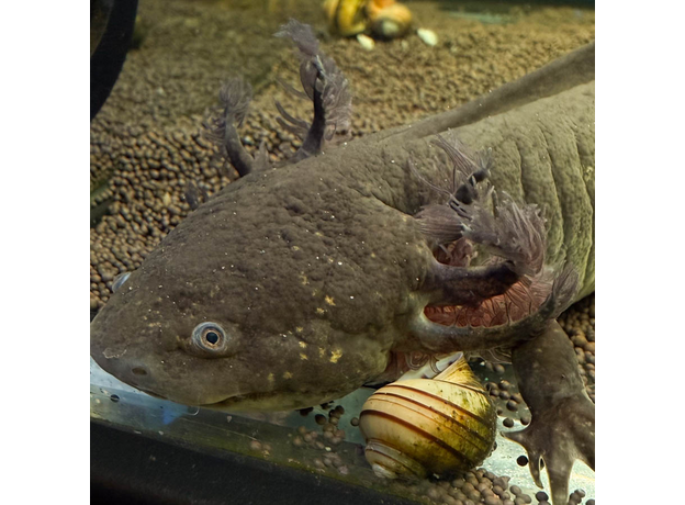 Аксолотль XL