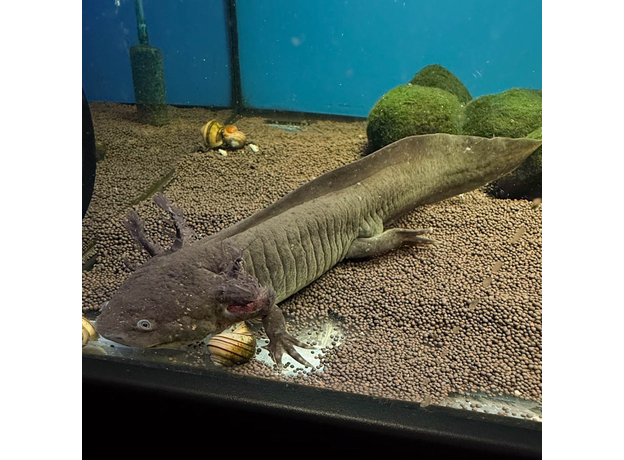 Аксолотль XL