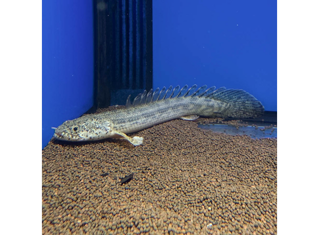 Полиптерус Ансорга (Polypterus ansorgii)