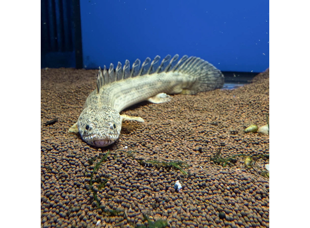 Полиптерус Ансорга (Polypterus ansorgii)