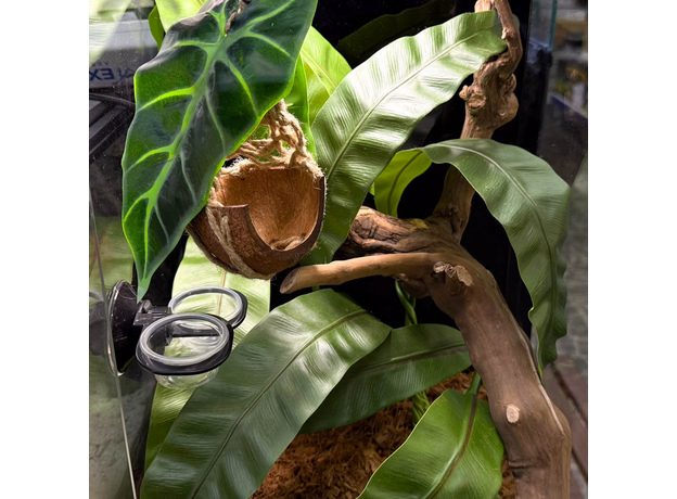 Террариумный комплект "Банановые качели"