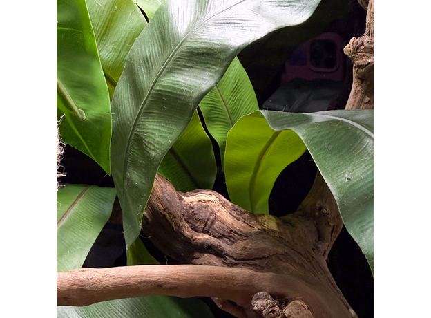 Террариумный комплект "Банановые качели"