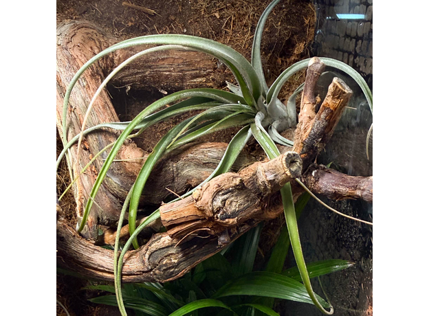 Террариумный комплект "Махагони"