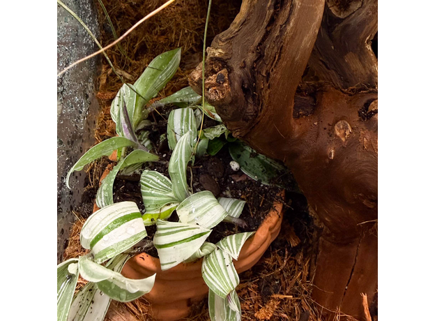 Террариумный комплект "Махагони"