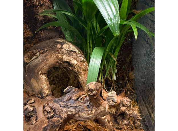 Террариумный комплект "Махагони"