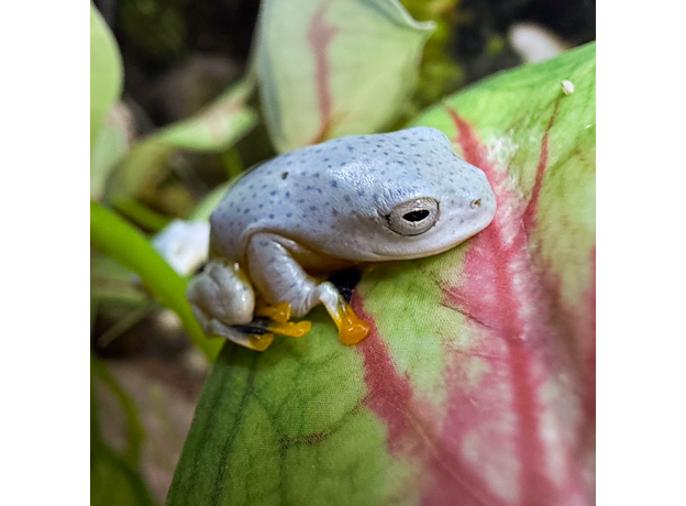 Яванский летающий веслоног
