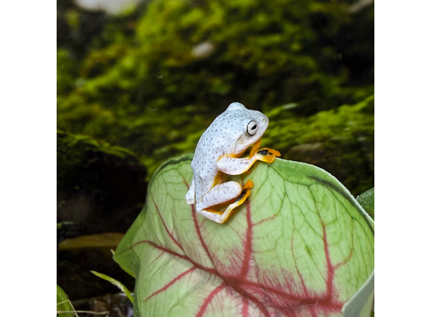 Яванский летающий веслоног