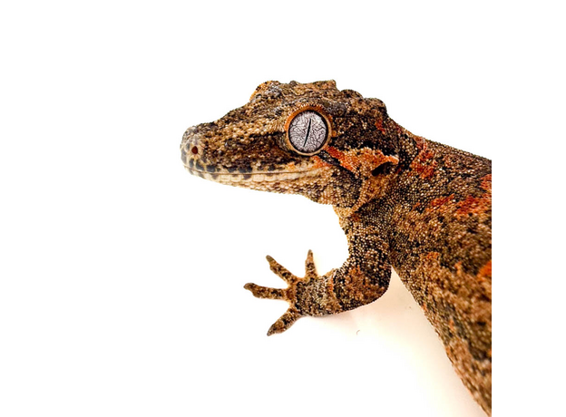 Геккон новокаледонский ушастый L