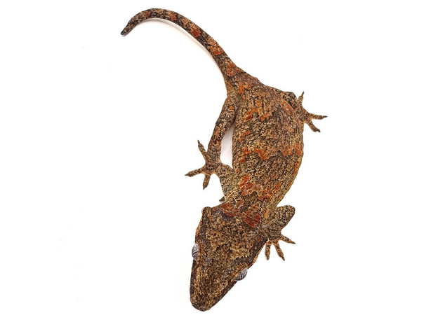 Геккон новокаледонский ушастый L