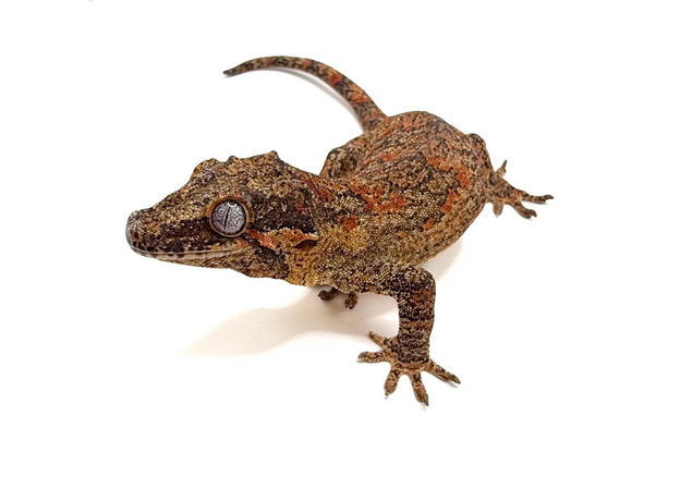 Геккон новокаледонский ушастый L