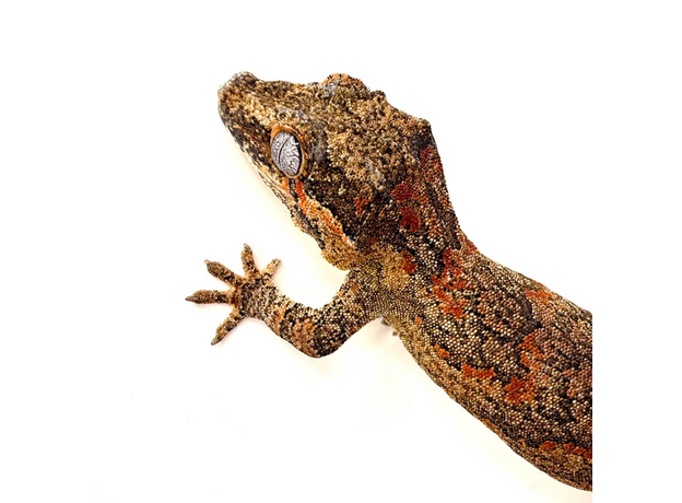 Геккон новокаледонский ушастый L