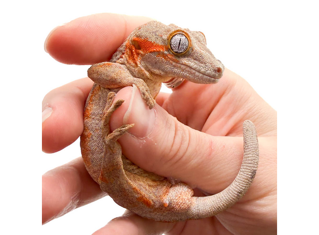 Геккон новокаледонский ушастый L