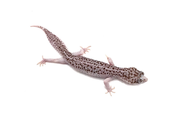 Эублефар total eclipse L