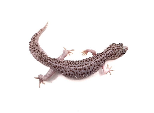 Эублефар total eclipse L