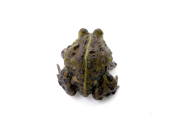 Роющая лягушка Водонос, М