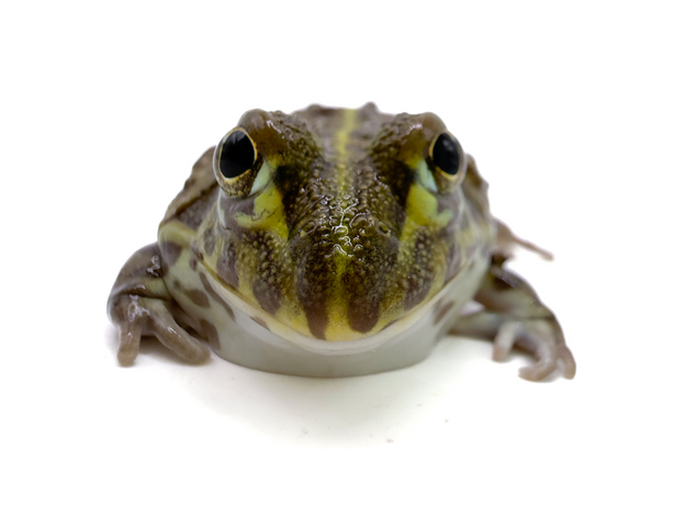 Роющая лягушка Водонос, М