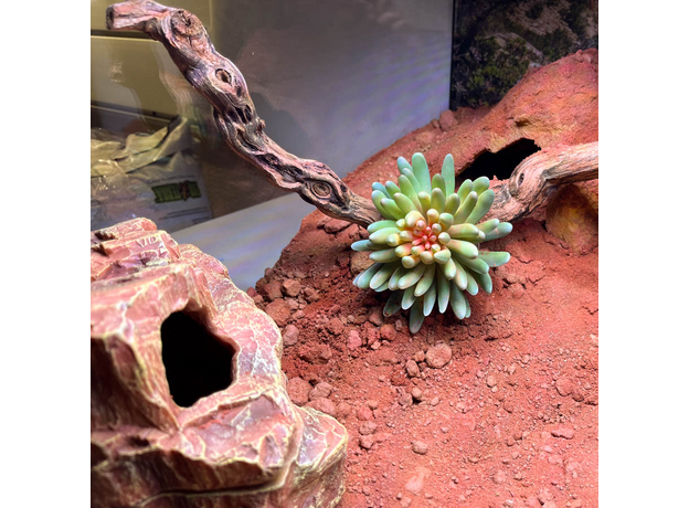 Террариумный комплект "Каменные розы"