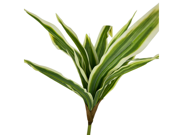 Листья драцены