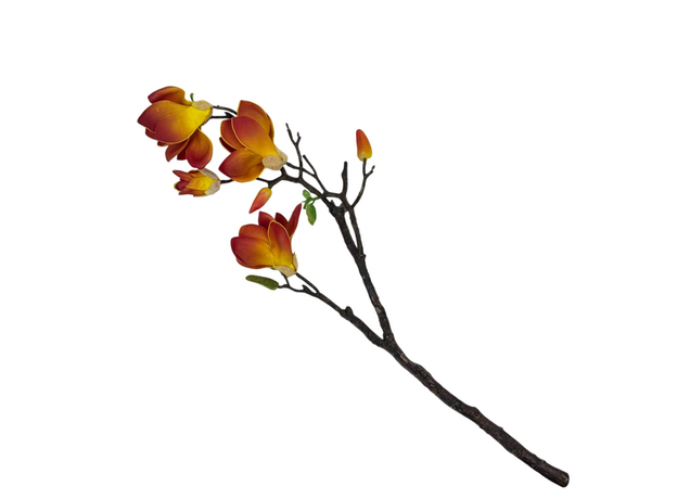 Ветвь магнолии цветущая