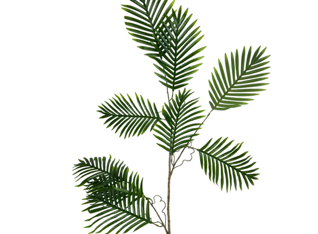 Пальма лиана, 100 см