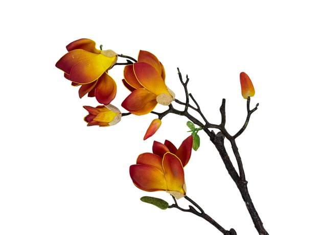 Ветвь магнолии цветущая