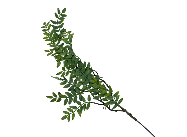 Ветка акации