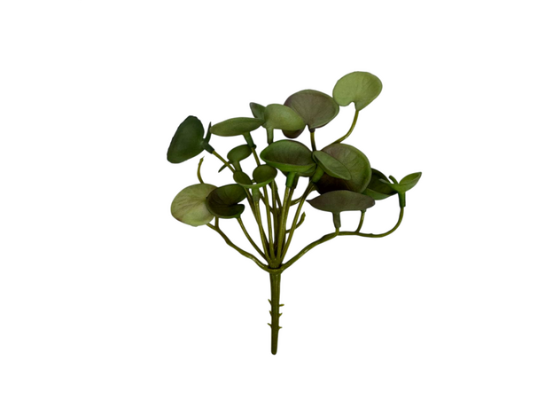 Дисхидия малая, цвет в ассортименте