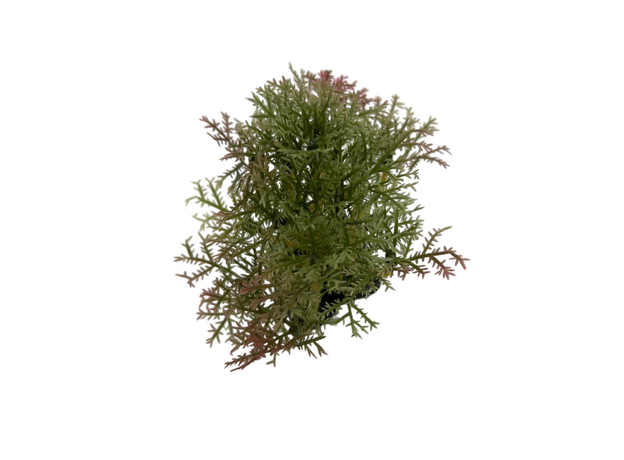 Искусственное растение на подставке Фитодизайн (ос-4), 10х10 см