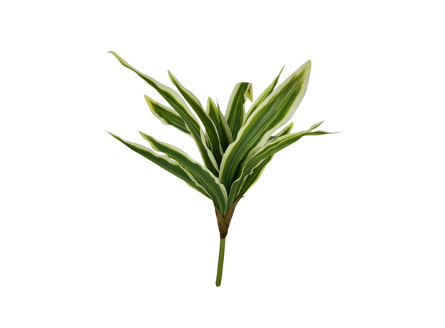 Листья драцены