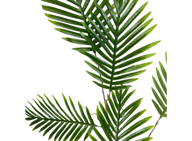 Пальма лиана, 100 см