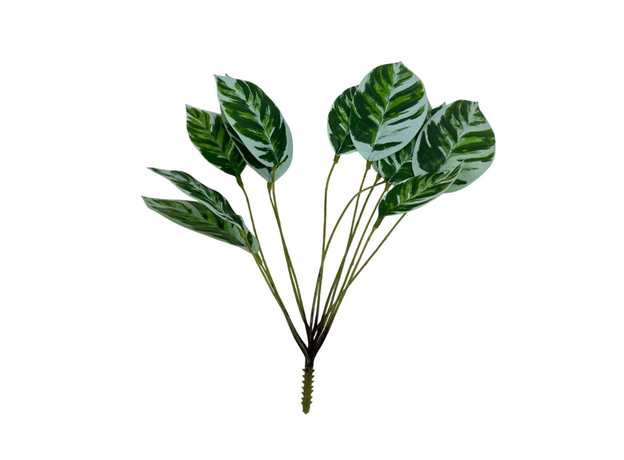 Декор куст маранты