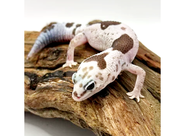 Гемитеконикс толстохвостый, White Out Zulu Oreo