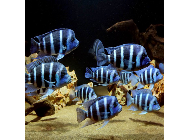 Фронтоза М (Cyphotilapia frontosa)