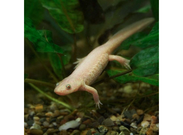 Тритон испанский золотой L (Pleurodeles waltl)