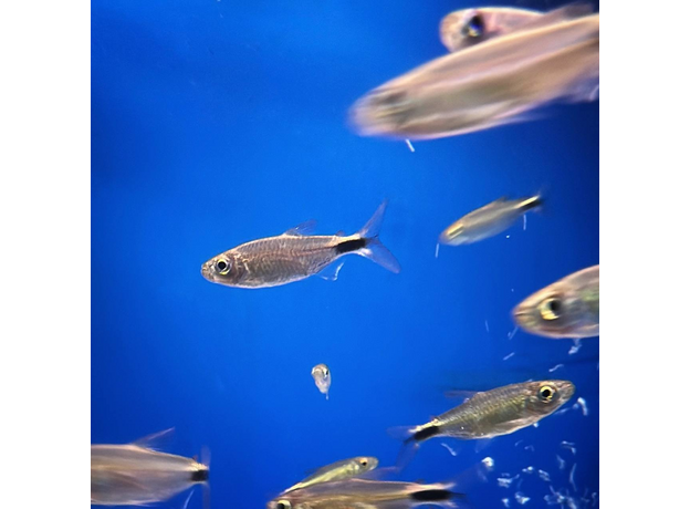 Конго бриллиантовый (Brycinus longipinnis)