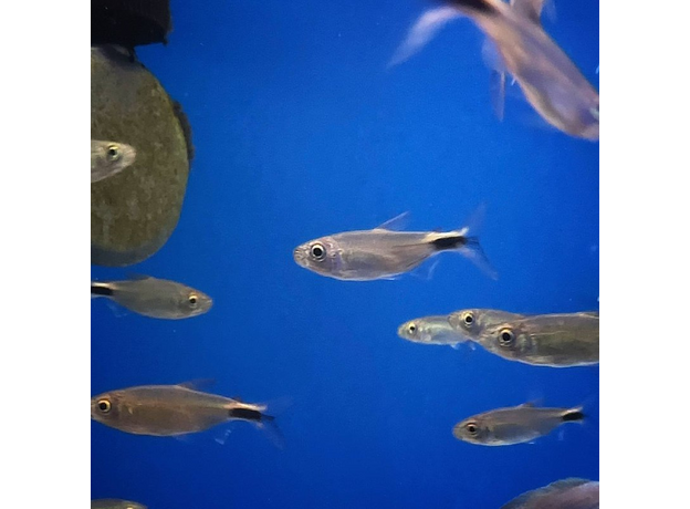 Конго бриллиантовый (Brycinus longipinnis)