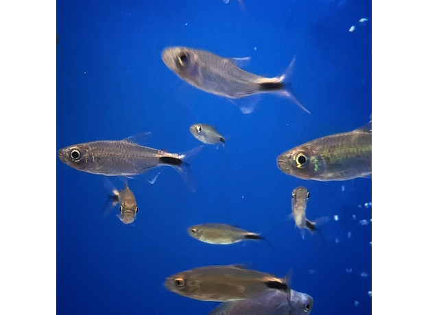 Конго бриллиантовый (Brycinus longipinnis)