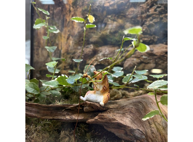 Флорариумный комплект "Эхо Каньона"