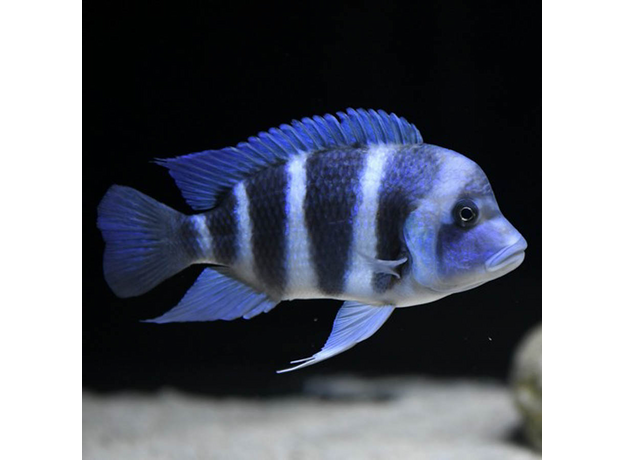 Фронтоза М (Cyphotilapia frontosa)