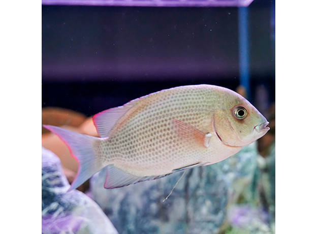 Парэтроплюс менарамбо (Paretroplus menarambo)