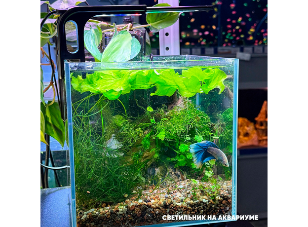 Светильник светодиодный YEE 4.8 Вт, 19 см, для аквариума на зажиме (WRGB), (Китайская вилка)